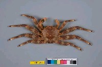 藏品(基氏盾牌蟹)的圖片